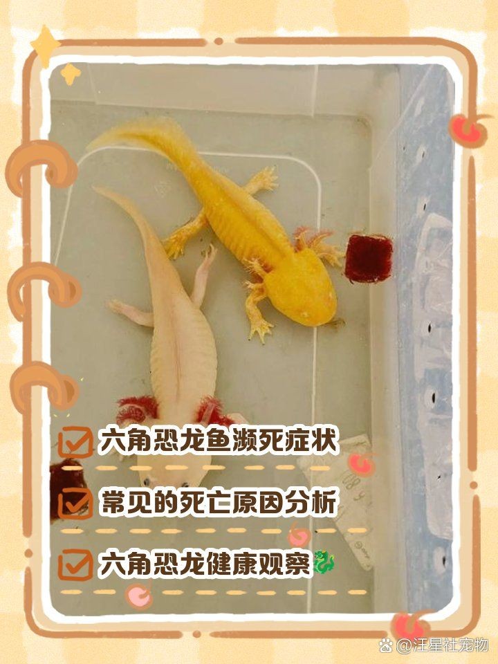 小火龍蠑螈快死的征兆，小火龍蠑螈瀕臨死亡時的典型征兆