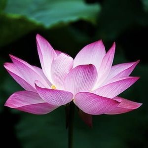 吉祥九鼎魚缸怎么樣，吉祥九鼎魚缸深度測評，品質性能與用戶口碑全 吉祥九鼎魚缸怎么樣，吉祥九鼎魚缸深度測評，品質性能與用戶口碑全 全國水族館企業名錄 第11張