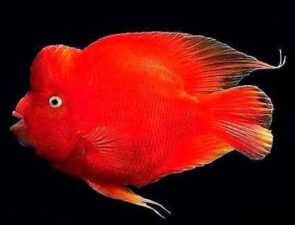 紅色的魚有哪幾種圖片，盤點全球驚艷紅色觀賞魚品種及
