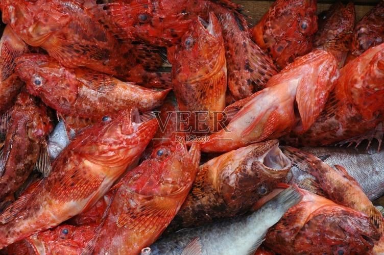 紅色的魚有哪幾種圖片，盤點全球驚艷紅色觀賞魚品種及