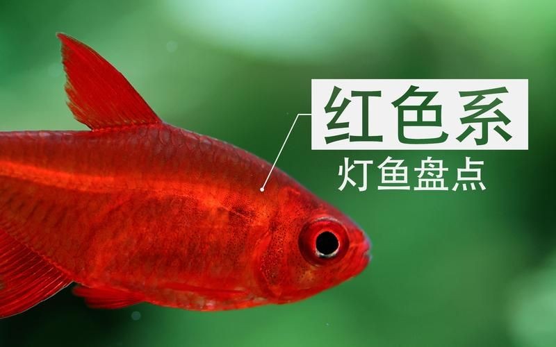 紅色的魚有哪幾種圖片，盤點全球驚艷紅色觀賞魚品種及