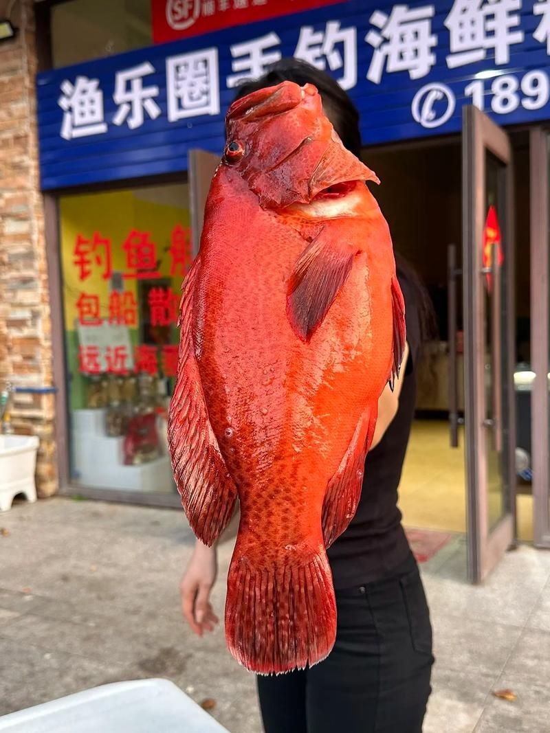 紅色的魚有哪幾種圖片，盤點全球驚艷紅色觀賞魚品種及