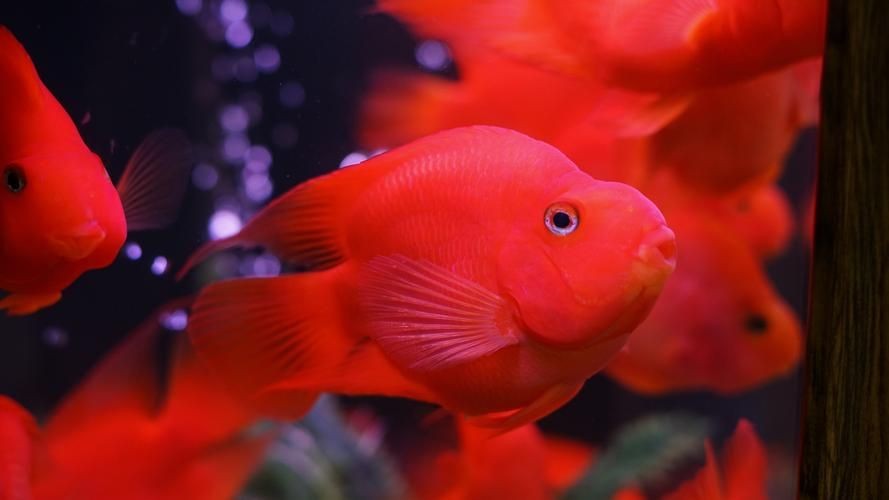 紅色的魚有哪幾種圖片，盤點全球驚艷紅色觀賞魚品種及