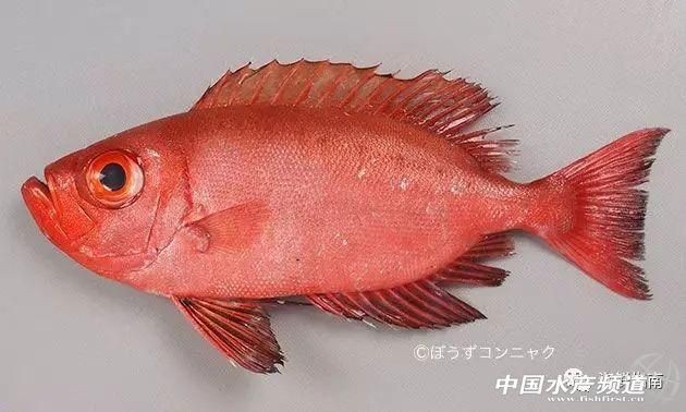 紅色的魚有哪幾種圖片，盤點全球驚艷紅色觀賞魚品種及