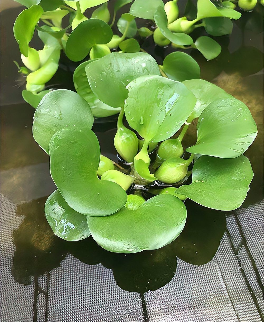 凈化魚缸最好的水草，高效凈化水質！魚缸必備的優質水草推薦