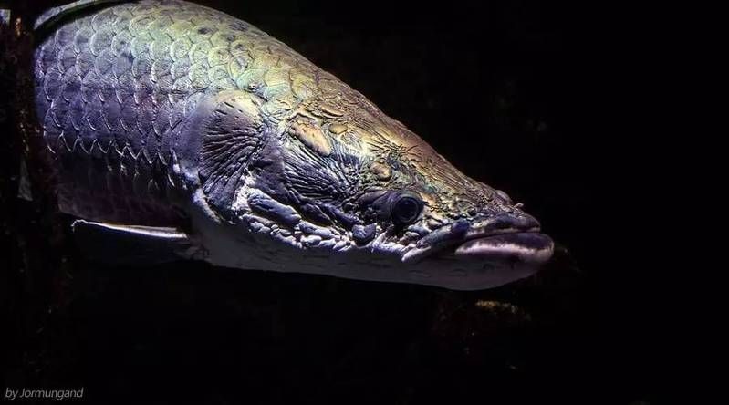 巨骨舌魚2cm什么樣，探秘2厘米巨骨舌魚幼態，微觀視角