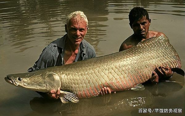 巨骨舌魚的毒性有多強(qiáng)，揭秘巨骨舌魚，其