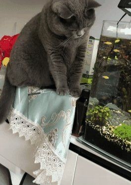 貓和魚可以一起養嗎，貓與魚能否和諧共處？家庭混養可行性全