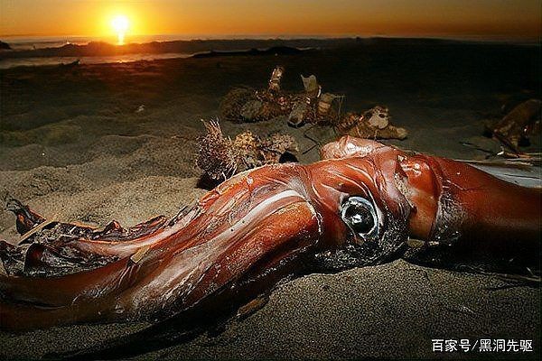 巨槍烏賊vs大王烏賊，震撼對(duì)決巨槍烏賊與大王烏賊的深海巔峰 巨槍烏賊vs大王烏賊，震撼對(duì)決巨槍烏賊與大王烏賊的深海巔峰 龍魚(yú)百科 第7張