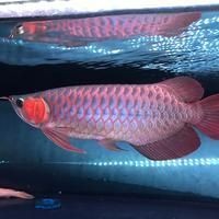 家里養(yǎng)古典金龍魚價(jià)格，家庭養(yǎng)殖古典金龍魚