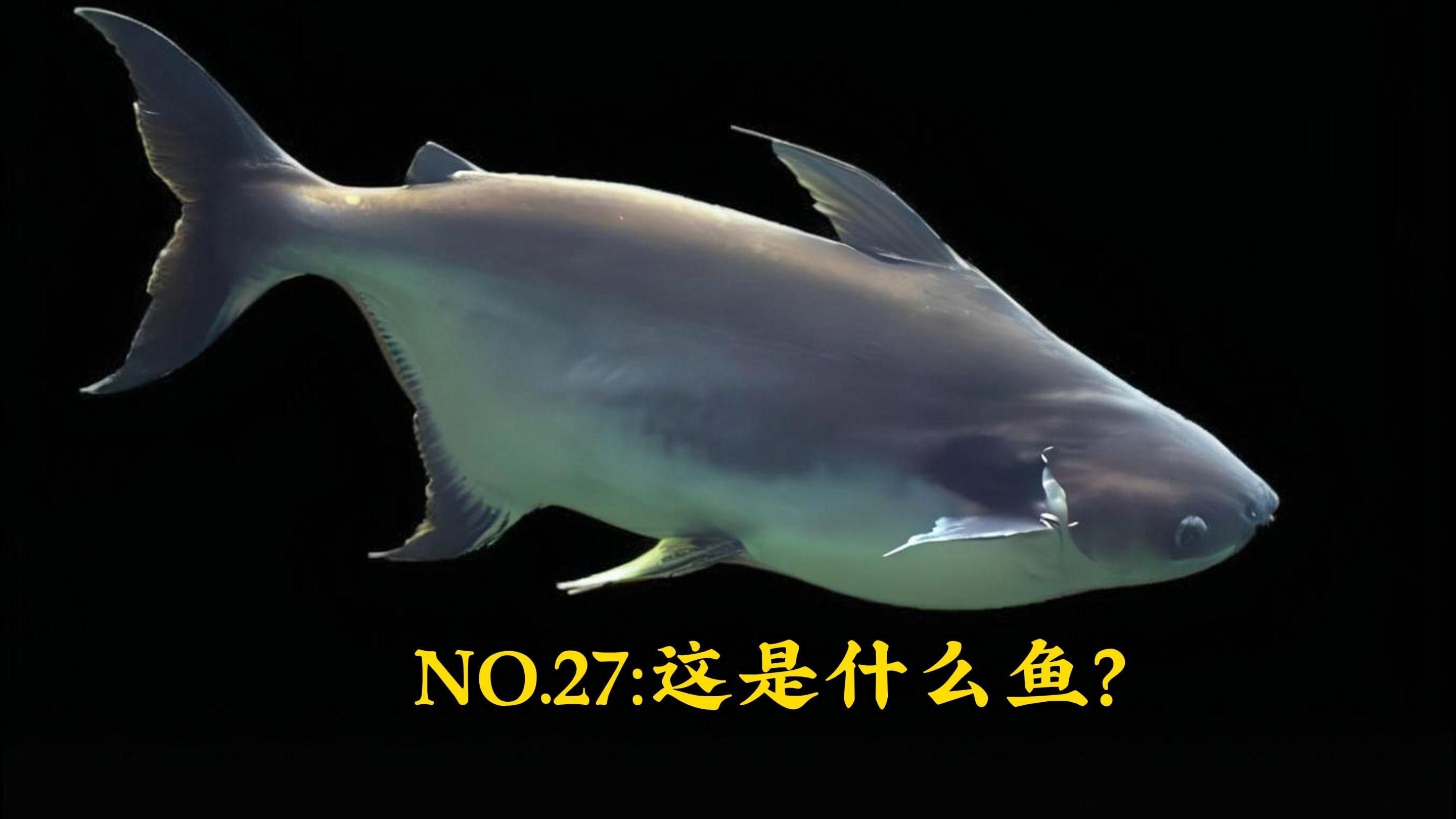 汗鯊貴還是勞倫迪鯊貴，汗鯊VS勞倫迪鯊，究竟誰更