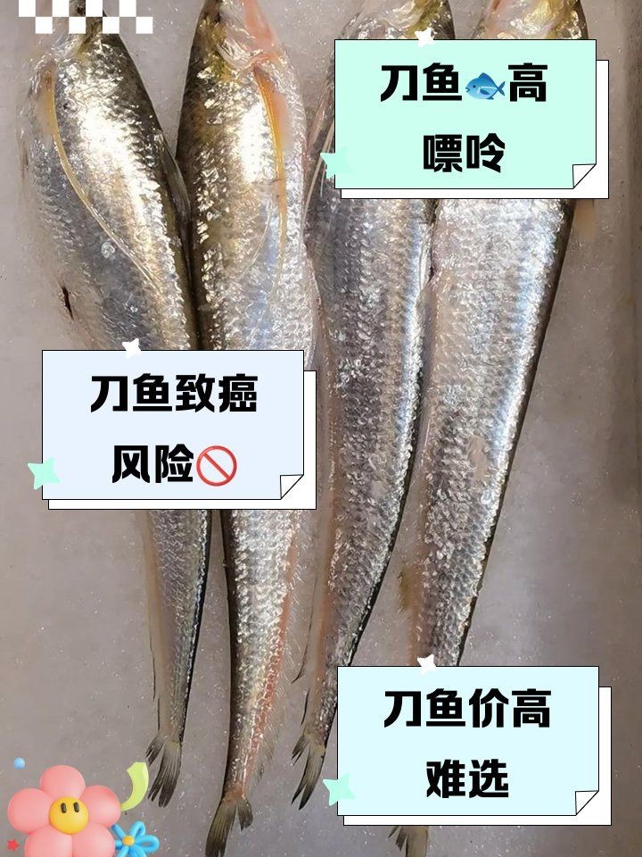 海刀魚為何不建議吃，?? 專家警示，海刀魚存在健康風險，這幾點原因勸你慎食！