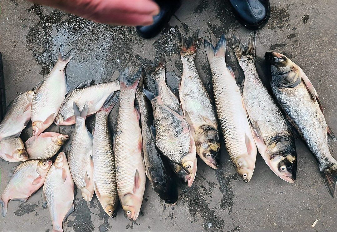 海刀魚為何不建議吃，?? 專家警示，海刀魚存在健康風險，這幾點原因勸你慎食！