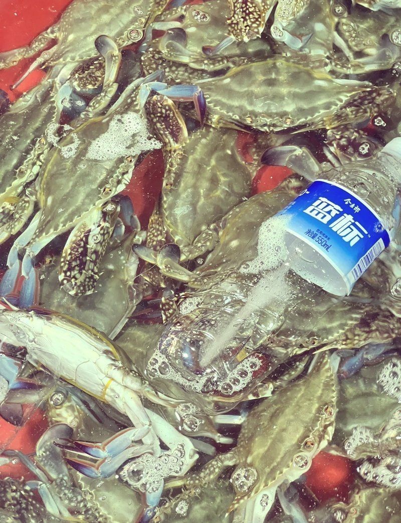 南通水族批發市場，探秘南通超全水族批發市場，一站式購齊各類觀賞