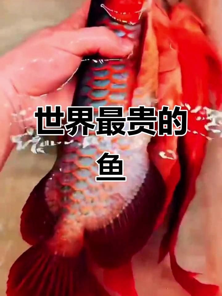 紅龍魚發(fā)色最貴三個品種，揭秘紅龍魚界天價三杰，全球最貴發(fā)色 紅龍魚發(fā)色最貴三個品種，揭秘紅龍魚界天價三杰，全球最貴發(fā)色 龍魚百科 第3張