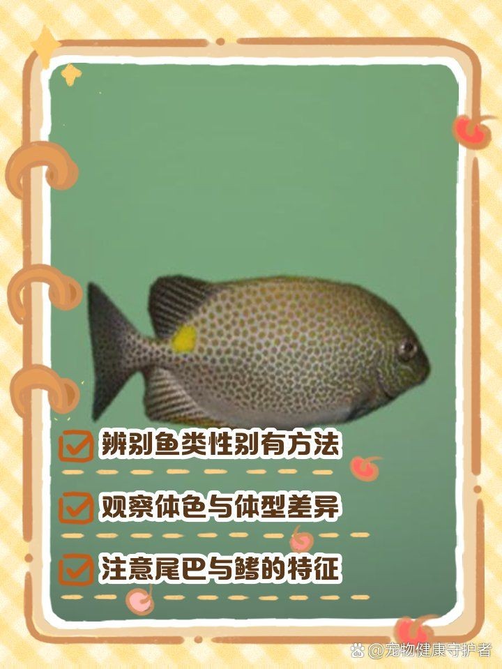 和尚魚公母區分，和尚魚公母區分方法及