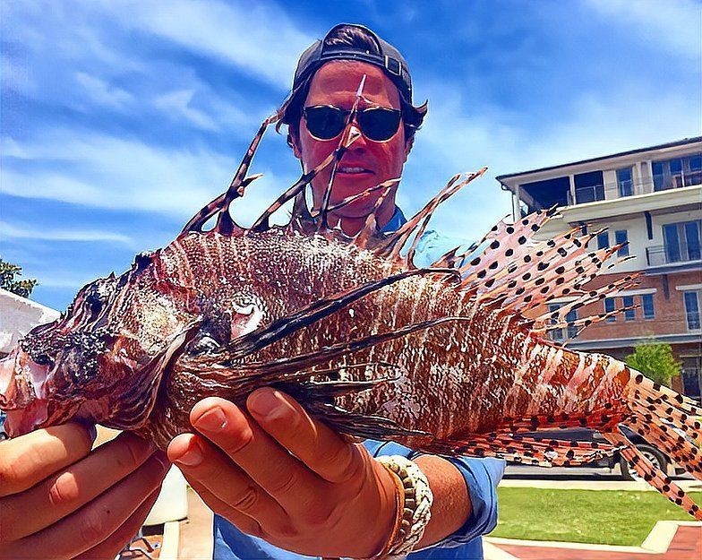 海獅子魚值多少錢一條，海獅子魚市場行情揭秘，單條