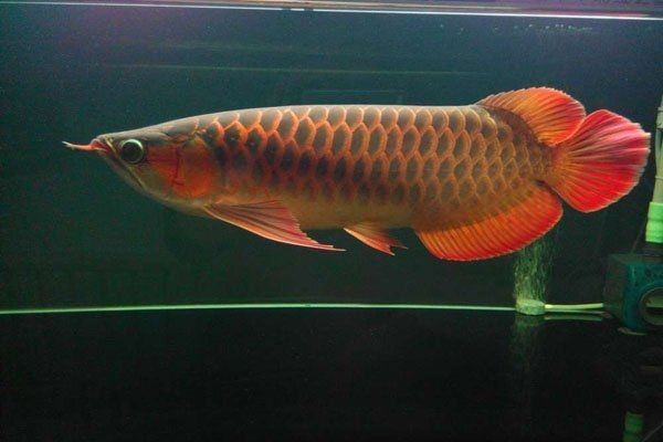 紅龍魚愛吃的最佳解決方法，紅龍魚科學(xué)喂養(yǎng)全攻略，解鎖嗜食天性的最優(yōu)解