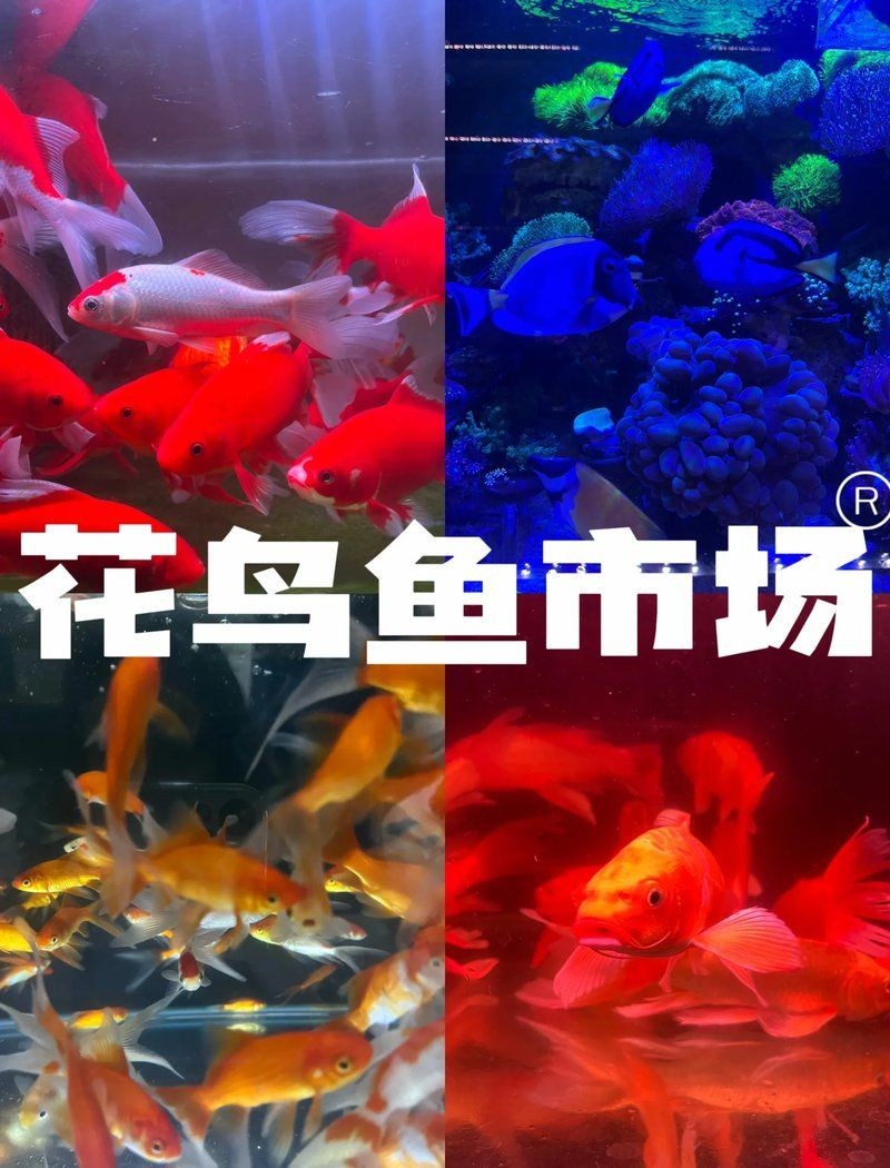 四平水族批發(fā)市場,四平專業(yè)水族批發(fā)市場——品類齊全的水族用品集 全國水族館企業(yè)名錄 第1張 四平水族批發(fā)市場,四平專業(yè)水族批發(fā)市場——品類齊全的水族用品集 四平水族批發(fā)市場,四平專業(yè)水族批發(fā)市場——品類齊全的水族用品集 全國水族館企業(yè)名錄 第1張