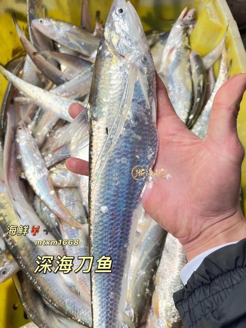 海刀魚為什么貴，揭秘！海刀魚