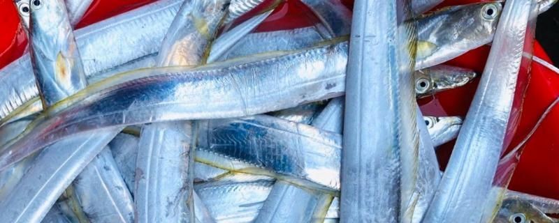 河里的刀魚又叫什么魚，探秘水鄉珍饈，詳解河中刀魚的