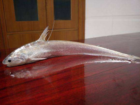 河里的刀魚又叫什么魚，探秘水鄉珍饈，詳解河中刀魚的