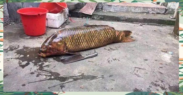 巨型鯉魚，驚現巨型鯉魚！百斤巨物震撼