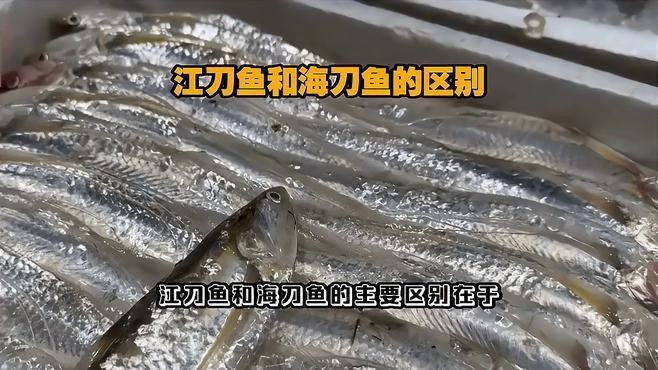 海刀魚和江刀魚的區(qū)別，海刀魚VS江刀魚，從生長環(huán)境到口感 海刀魚和江刀魚的區(qū)別，海刀魚VS江刀魚，從生長環(huán)境到口感 龍魚論壇 第6張