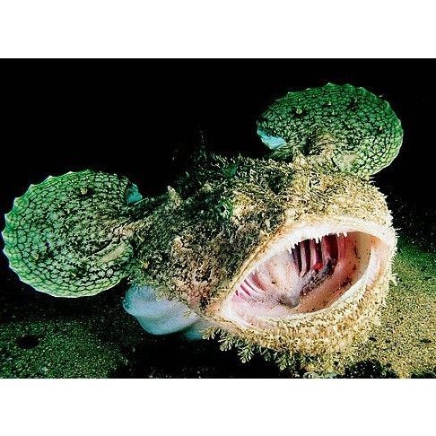 海和尚是什么魚，揭秘！被稱為海和尚的究竟是哪種