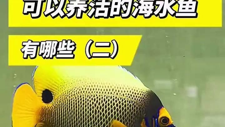 海水魚仙類哪個最好養，新手友好型海水觀賞魚TOP榜，這些品種