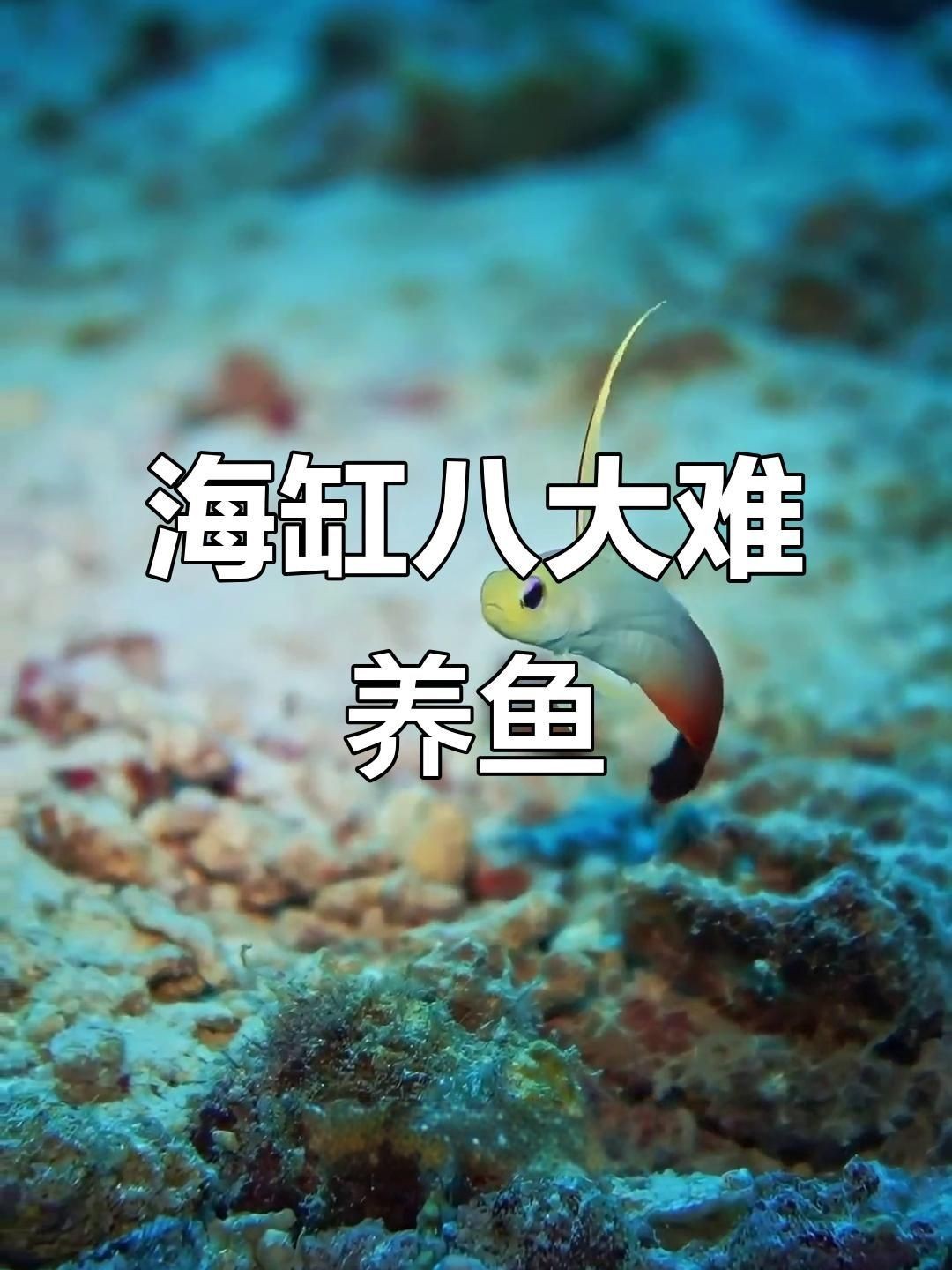 海水魚仙類哪個最好養，新手友好型海水觀賞魚TOP榜，這些品種