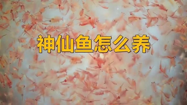 海水魚仙類哪個最好養，新手友好型海水觀賞魚TOP榜，這些品種