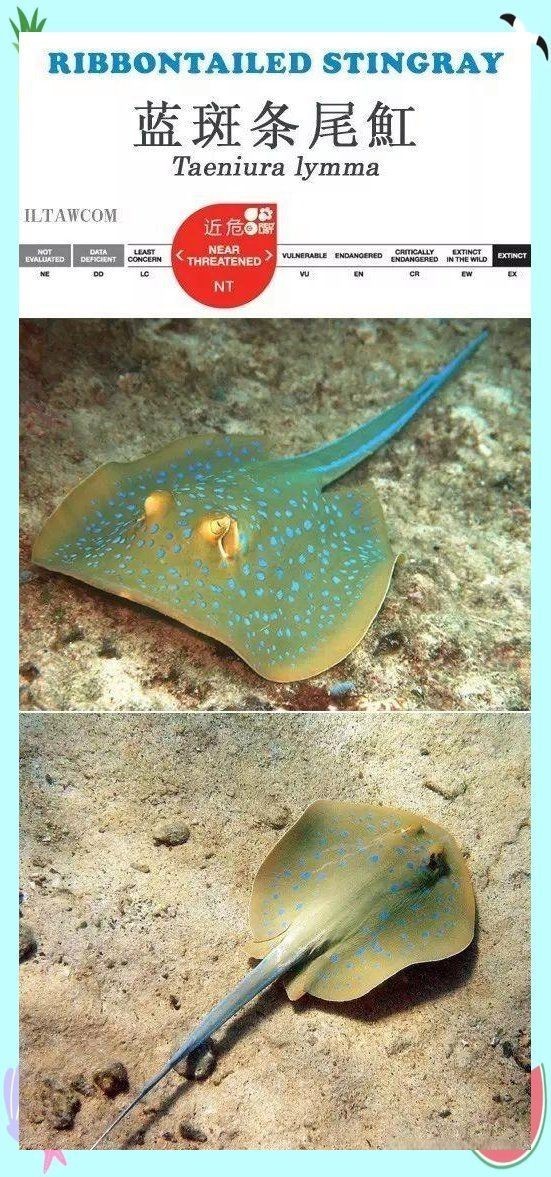 海洋館魚類介紹，探秘海洋館，奇妙魚類