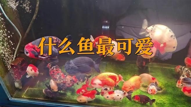 海洋里最可愛的魚視頻，??萌化人心！海洋中最可愛的魚類萌態實錄?