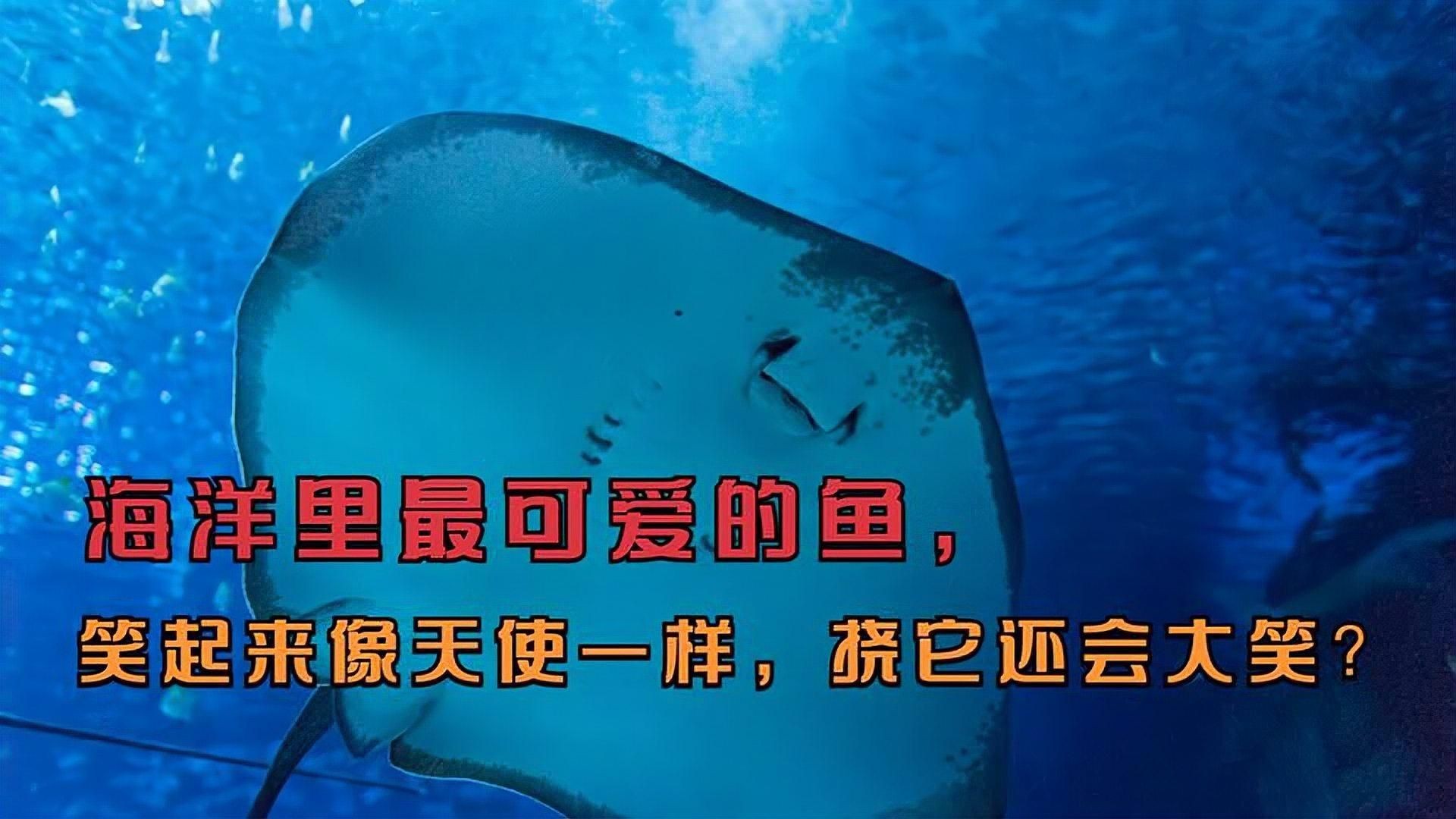 海洋里最可愛的魚視頻，??萌化人心！海洋中最可愛的魚類萌態實錄?