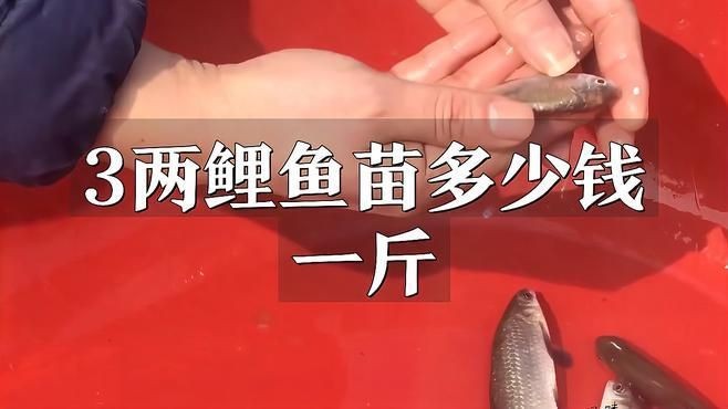 各種鯉魚(yú)苗價(jià)格，不同品種鯉魚(yú)苗市場(chǎng)價(jià)格