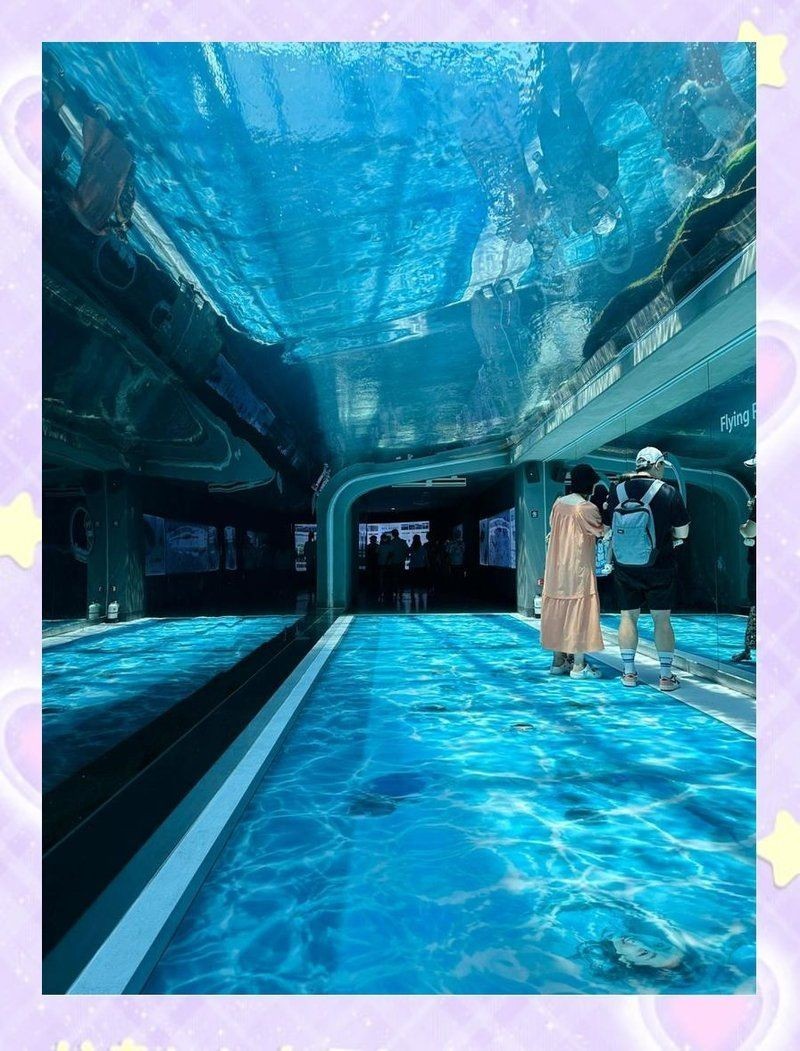 濟州島海洋館是亞洲第一嗎，深度解析，濟州島海洋 濟州島海洋館是亞洲第一嗎，深度解析，濟州島海洋 龍魚論壇 第3張