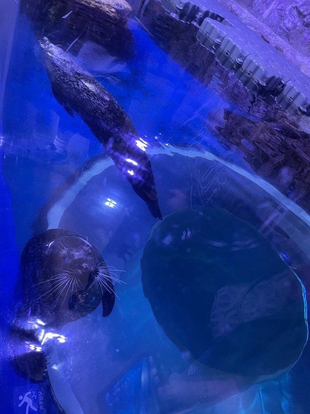 濟州島海洋館是亞洲第一嗎，深度解析，濟州島海洋 濟州島海洋館是亞洲第一嗎，深度解析，濟州島海洋 龍魚論壇 第9張