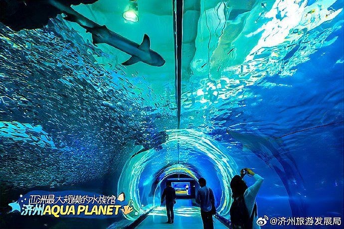 濟州島海洋館是亞洲第一嗎，深度解析，濟州島海洋 濟州島海洋館是亞洲第一嗎，深度解析，濟州島海洋 龍魚論壇 第4張