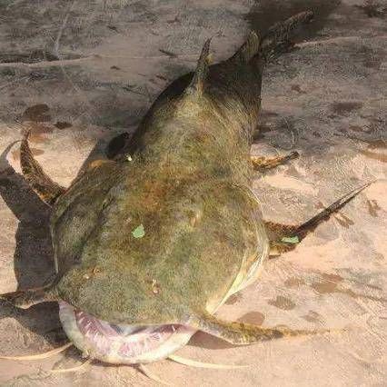 巨魾魚，探秘亞馬遜河巨型怪魚——巨魾魚的生存密碼