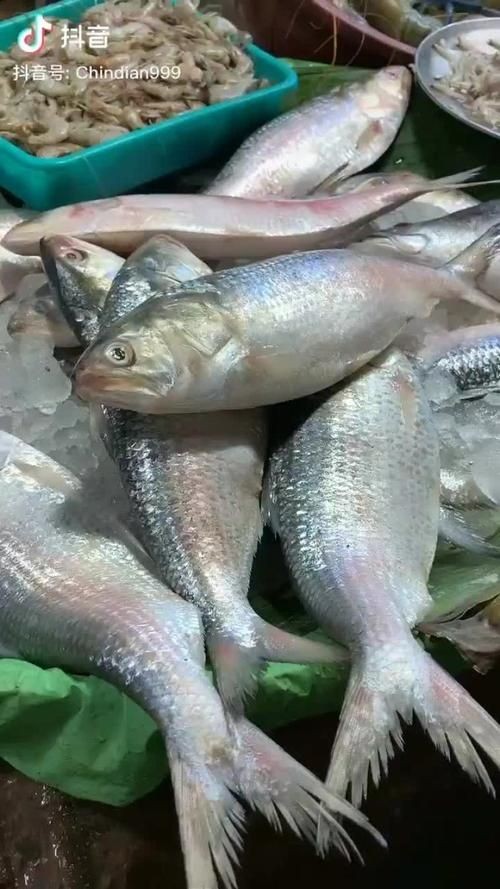 廣東鱭魚圖片,廣東鱭魚高清實拍圖片 龍魚論壇 第4張 廣東鱭魚圖片,廣東鱭魚高清實拍圖片 廣東鱭魚圖片,廣東鱭魚高清實拍圖片 龍魚論壇 第4張