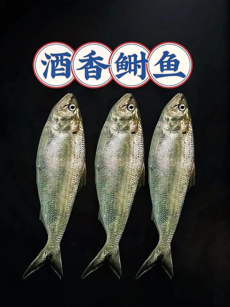 廣東鱭魚圖片,廣東鱭魚高清實拍圖片 龍魚論壇 第7張 廣東鱭魚圖片,廣東鱭魚高清實拍圖片 廣東鱭魚圖片,廣東鱭魚高清實拍圖片 龍魚論壇 第7張