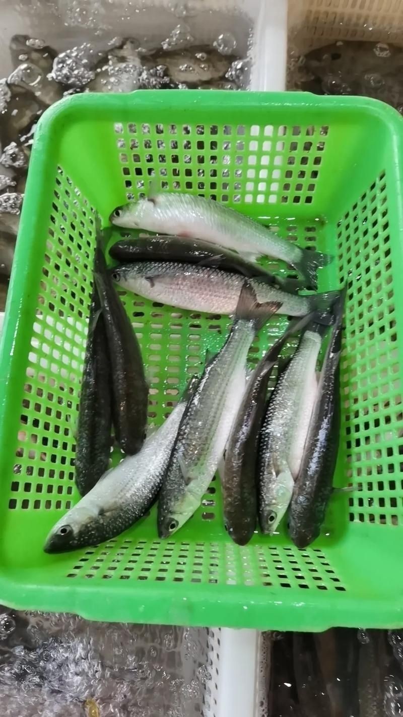 廣東鱭魚圖片,廣東鱭魚高清實拍圖片 龍魚論壇 第2張 廣東鱭魚圖片,廣東鱭魚高清實拍圖片 廣東鱭魚圖片,廣東鱭魚高清實拍圖片 龍魚論壇 第2張