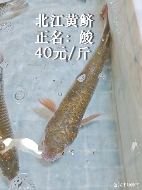 廣東鱭魚圖片,廣東鱭魚高清實拍圖片 龍魚論壇 第5張 廣東鱭魚圖片,廣東鱭魚高清實拍圖片 廣東鱭魚圖片,廣東鱭魚高清實拍圖片 龍魚論壇 第5張