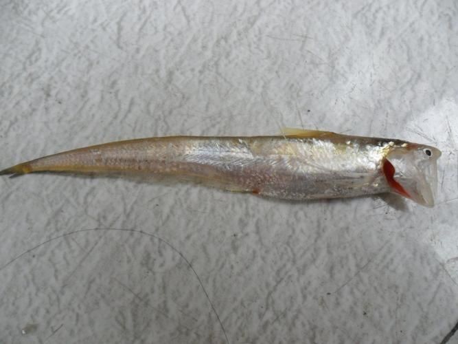 廣東鱭魚圖片,廣東鱭魚高清實拍圖片 龍魚論壇 第22張 廣東鱭魚圖片,廣東鱭魚高清實拍圖片 廣東鱭魚圖片,廣東鱭魚高清實拍圖片 龍魚論壇 第22張
