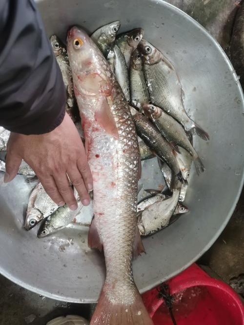 廣東鱭魚圖片,廣東鱭魚高清實拍圖片 龍魚論壇 第17張 廣東鱭魚圖片,廣東鱭魚高清實拍圖片 廣東鱭魚圖片,廣東鱭魚高清實拍圖片 龍魚論壇 第17張