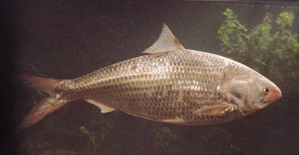 廣東鱭魚圖片,廣東鱭魚高清實拍圖片 龍魚論壇 第15張 廣東鱭魚圖片,廣東鱭魚高清實拍圖片 廣東鱭魚圖片,廣東鱭魚高清實拍圖片 龍魚論壇 第15張