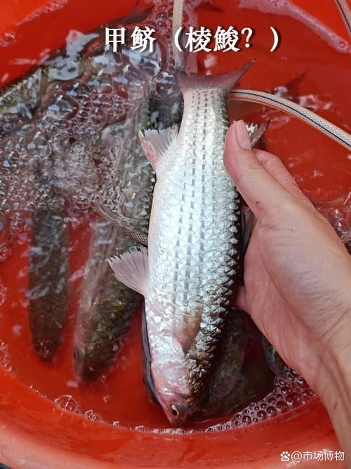 廣東鱭魚圖片,廣東鱭魚高清實拍圖片 龍魚論壇 第16張 廣東鱭魚圖片,廣東鱭魚高清實拍圖片 廣東鱭魚圖片,廣東鱭魚高清實拍圖片 龍魚論壇 第16張