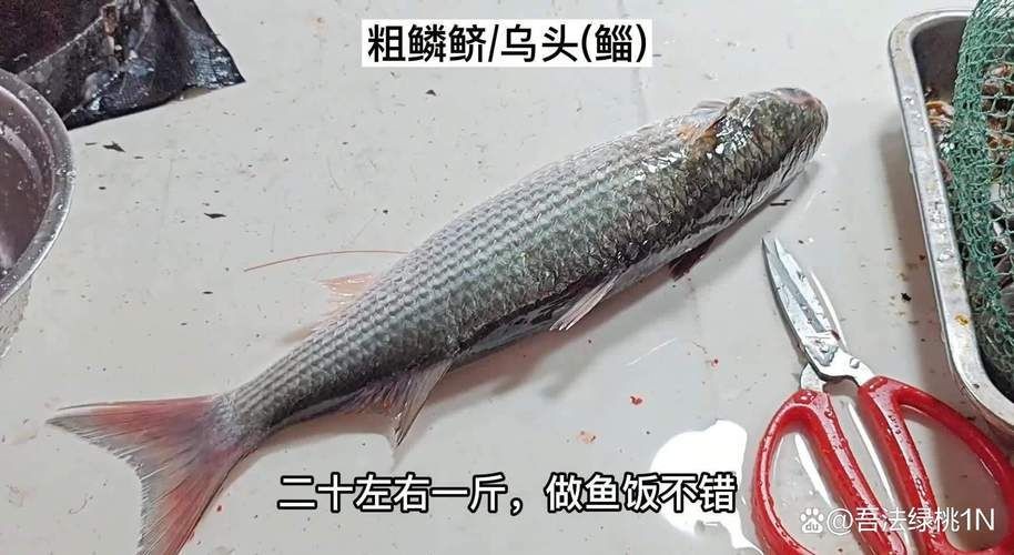廣東鱭魚圖片,廣東鱭魚高清實拍圖片 龍魚論壇 第21張 廣東鱭魚圖片,廣東鱭魚高清實拍圖片 廣東鱭魚圖片,廣東鱭魚高清實拍圖片 龍魚論壇 第21張