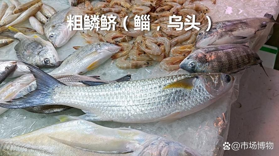 廣東鱭魚圖片,廣東鱭魚高清實拍圖片 龍魚論壇 第18張 廣東鱭魚圖片,廣東鱭魚高清實拍圖片 廣東鱭魚圖片,廣東鱭魚高清實拍圖片 龍魚論壇 第18張